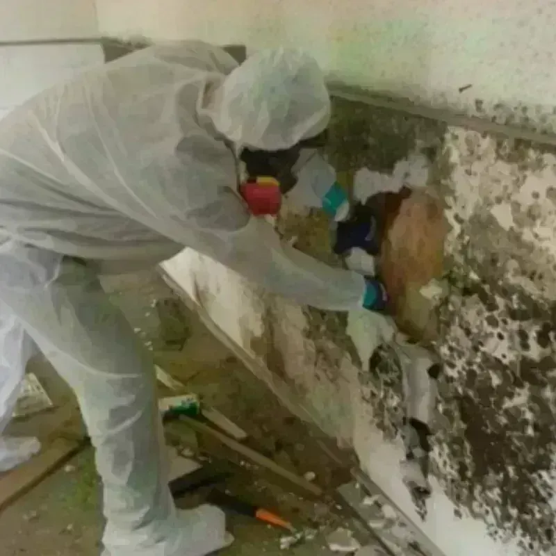 Mold Remediation and Removal in Aurora, TX